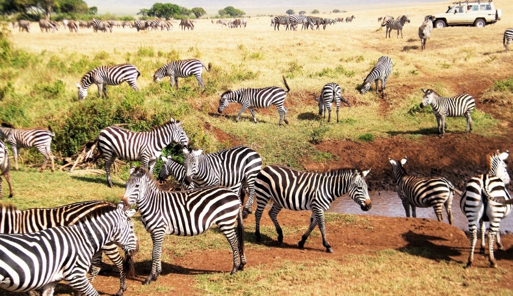 Masai Mara and Serengeti Safari Tours in One Visit!