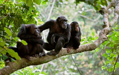 Rwanda Gorilla Trekking and Safari Tours 